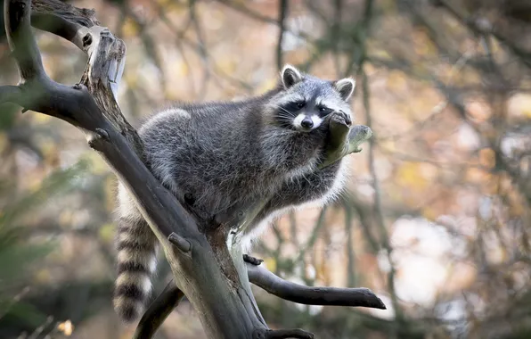 Look, pose, tree, branch, raccoon, lies, face, bokeh