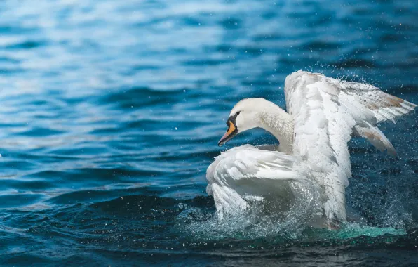 Picture white, water, drops, squirt, background, blue, bird, wings