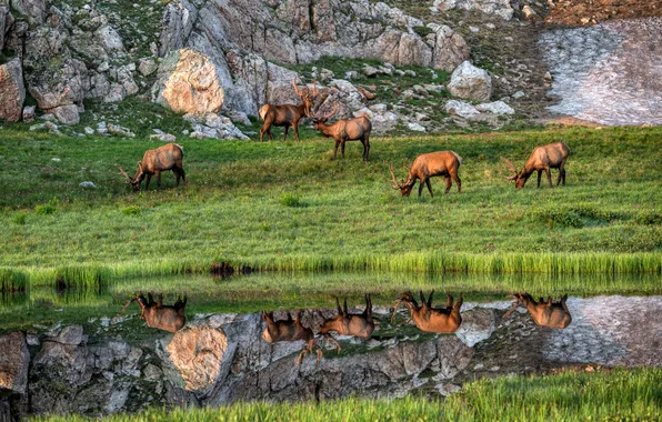 Grass, light, mountains, lake, reflection, stones, rocks, shore