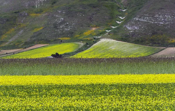 Picture field, flowers, mountains, slope, meadow