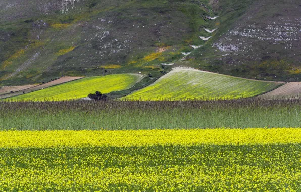 Field, flowers, mountains, slope, meadow