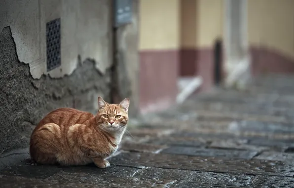 Picture cat, the city, street