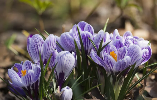 Picture spring, petals, crocuses