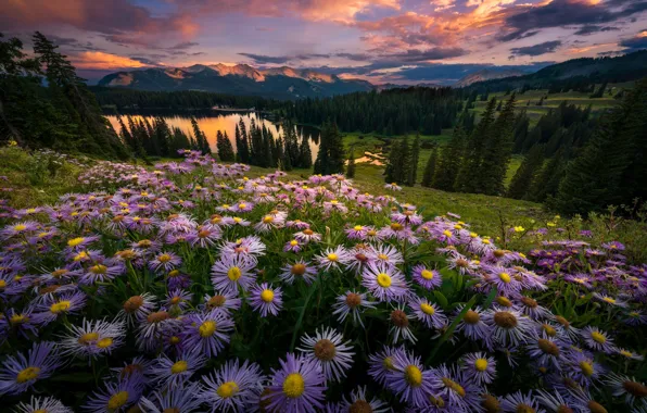 Field, forest, summer, the sky, sunset, flowers, the evening, slope