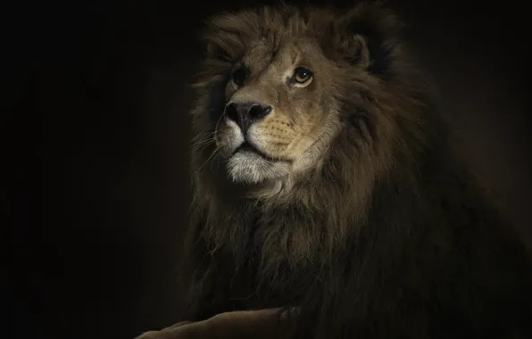 Picture cat, look, Leo, mane