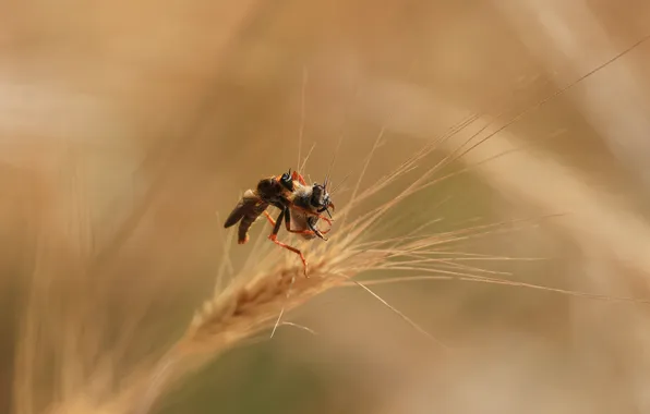 Insects, stem, ctyri, Magov Marat, ktyri