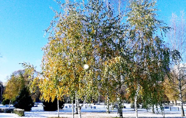 Winter, landscape, birch, November 2024