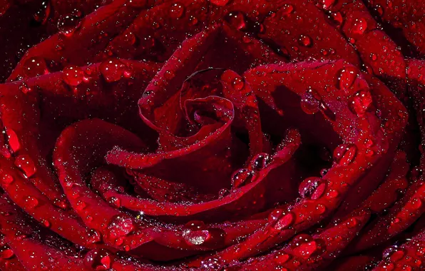 Drops, rose, red
