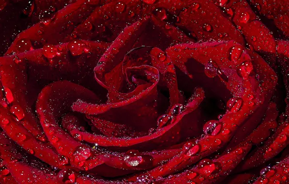 Drops, red, roses