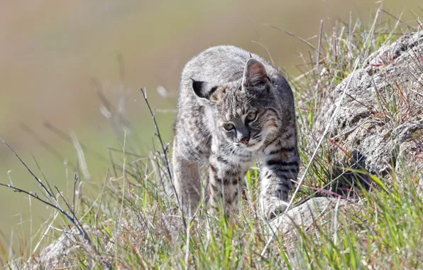 Grass, stones, lynx