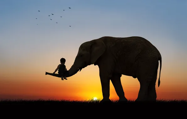 Sunset, birds, elephant, boy, silhouette, friends, child, trunk