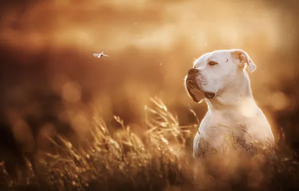White, dog, dragonfly, bokeh, boxer