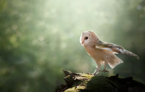 Look, light, pose, owl, bird, stump, log, blurred background