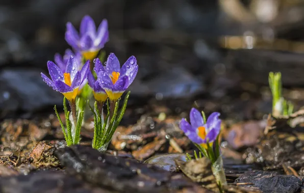Wallpaper flowers, light, nature, crocuses, lilac, glade, bokeh, Rosa