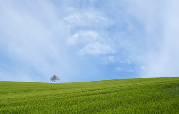 Field, the sky, tree, spring