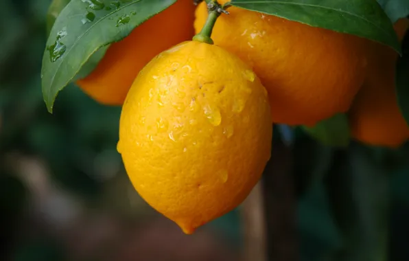 Leaves, branches, droplets, lemon, fruit