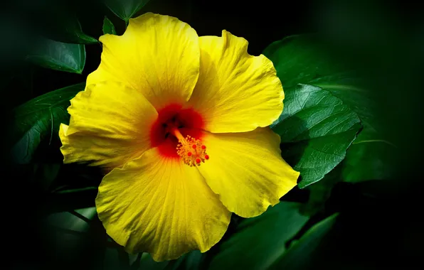 Picture leaves, petals, yellow, stamen, hibiscus, black background