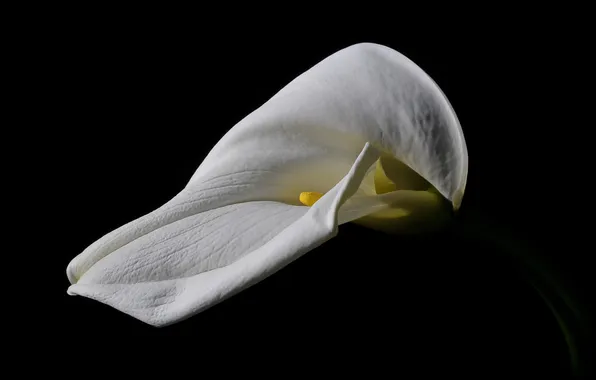 Picture flower, macro, Calla