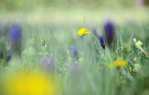 Picture flower, grass, nature, dandelion, focus, blur, bokeh