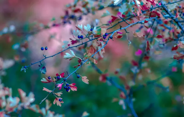 Branches, nature, berries