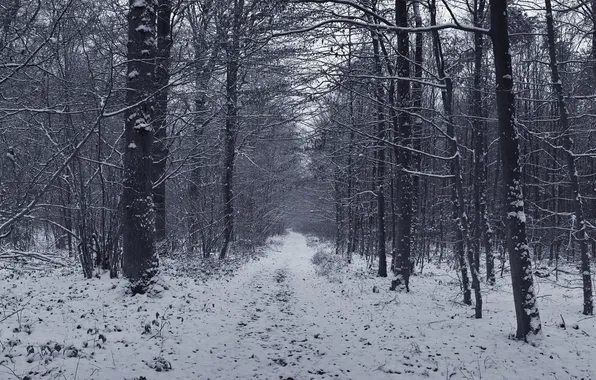 Road, forest, snow, trees, Winter