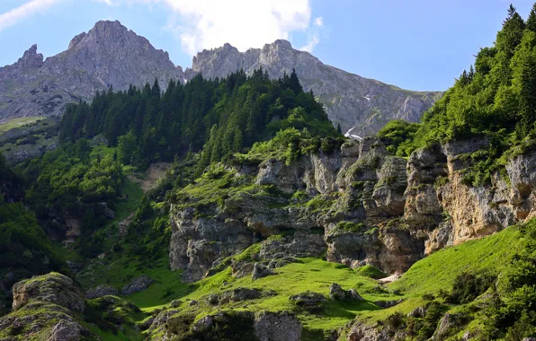 Picture forest, trees, mountains, rocks, kami