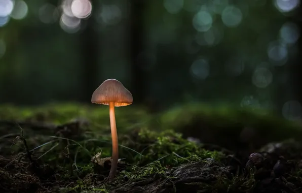 Picture forest, macro, light, mushroom, moss, leg