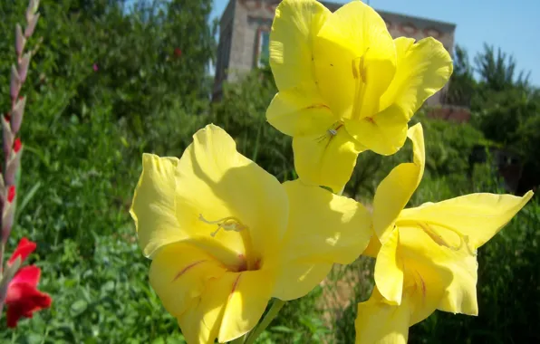Flowers, yellow, gladiolus, Mamala ©