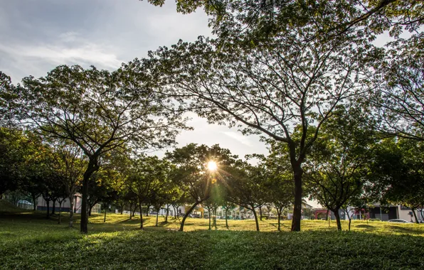 Light, nature, park, evening, walk, malaysia, city park, seremban