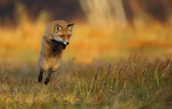 Picture grass, nature, animal, jump, Fox, Fox