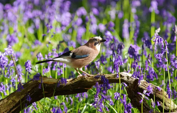 Picture light, flowers, branches, bird, glade, spring, snag, bells