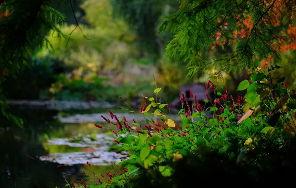 Picture branches, pond, Park, England, bokeh, England, Hampshire, Hampshire