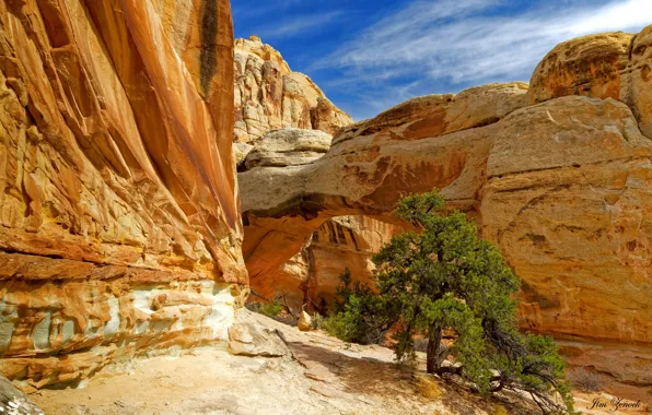 The sky, the sun, stones, tree, rocks, arch