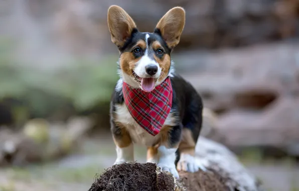 Language, dog, shawl, Corgi