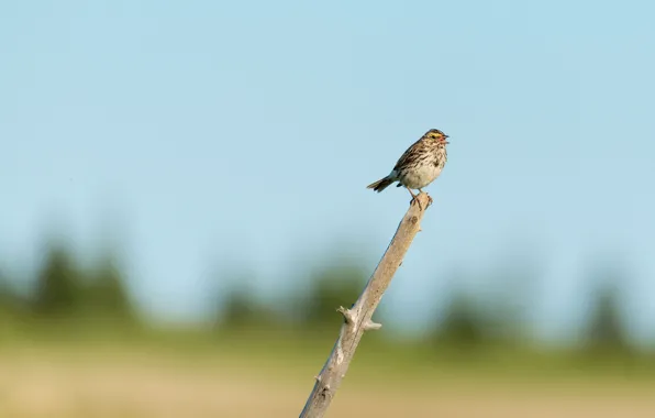 Branch, Alaska, meadow, Sparrow, Alaska, branch, singing, meadow
