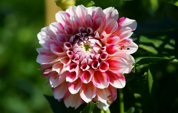 Flower, leaves, macro, light, background, petals, garden, shadows