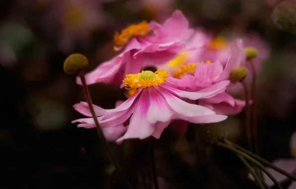 Picture flowers, the dark background, blur, bokeh, petals, pink