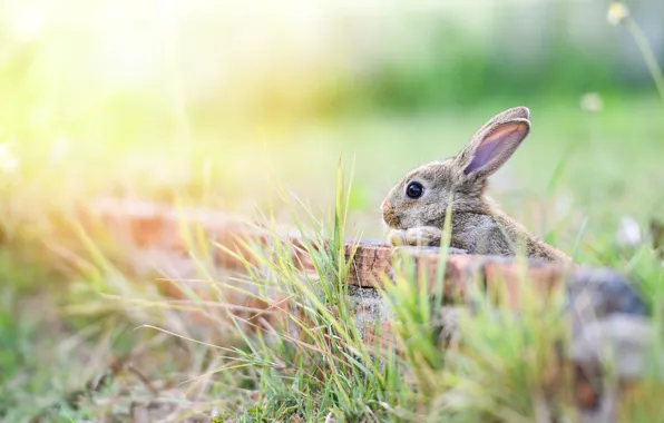 Grass, look, light, nature, pose, grey, background, hare