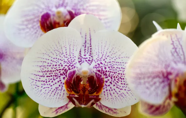 Macro, branch, white, Orchid, Phalaenopsis, speckled