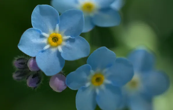 Macro, flowers, blue, forget-me-nots