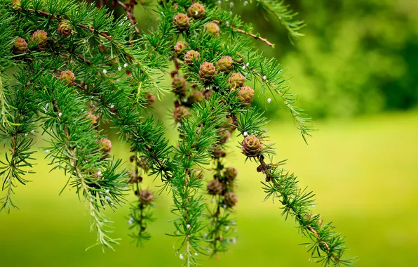 Needles, branches, nature, bumps