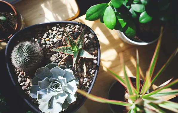 Picture needles, earth, plants, cacti, pots