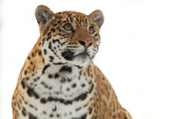 Picture winter, face, predator, Jaguar, wild cat, look up