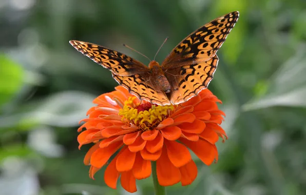 Flower, butterfly, wings, insect