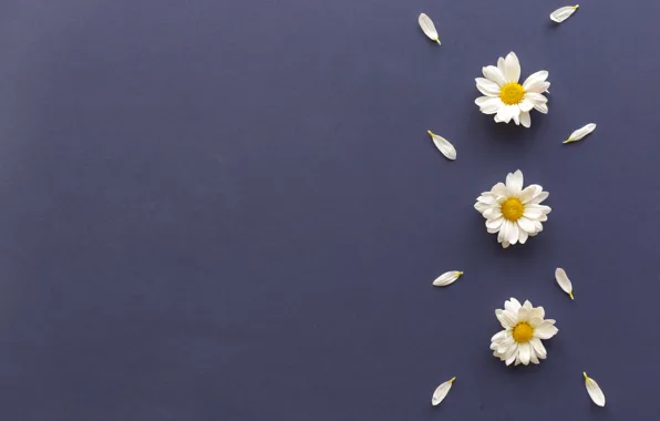 Wallpaper flowers, chamomile, petals, background