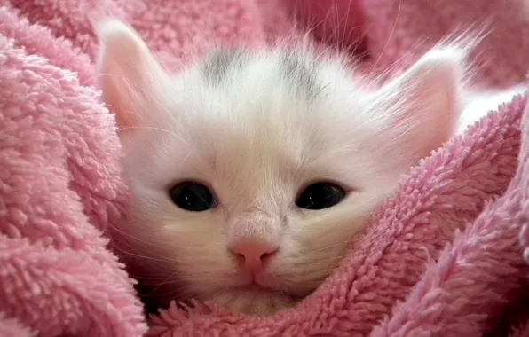 Cat, white, look, close-up, comfort, kitty, background, pink