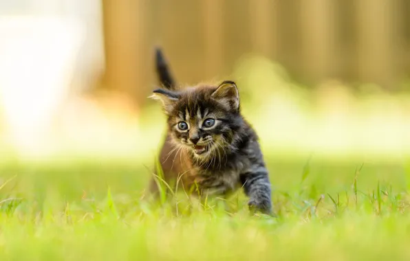 Cat, summer, grass, look, nature, pose, kitty, grey