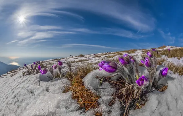 The sun, rays, snow, landscape, nature, spring, primroses, Crimea
