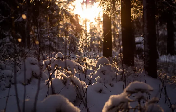 Picture winter, forest, the sun, snow, dereja