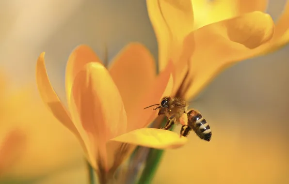 Macro, flowers, bee, spring, yellow, petals, crocuses, insect